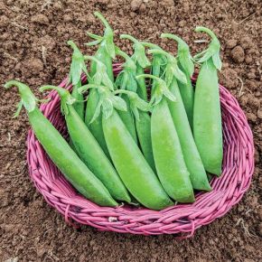 Super Sugar Snap Peas