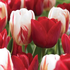 My Canadian Home Tulip Blend