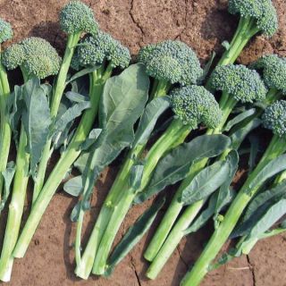 Broccoli Thumbnail