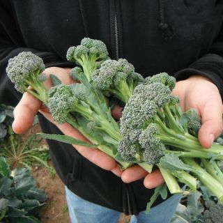 Montebello Broccolini Thumbnail