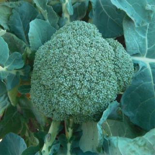 Covina Broccoli Thumbnail