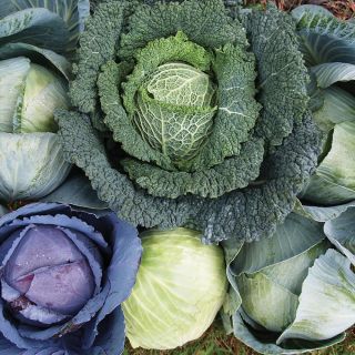 All Season Blend Cabbage Thumbnail