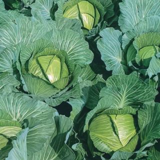 Cabbage Thumbnail