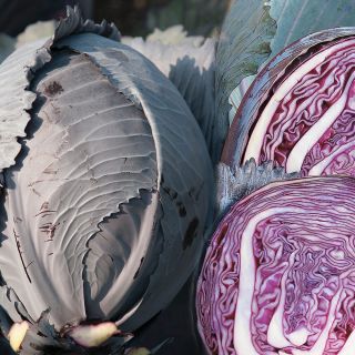 Red Klimaro Cabbage Thumbnail