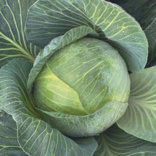 Expectation Cabbage Thumbnail