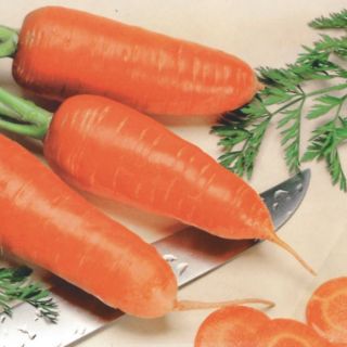 Chantenay Red Cored Carrot Thumbnail