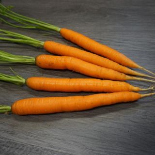 Navedo Carrot Thumbnail