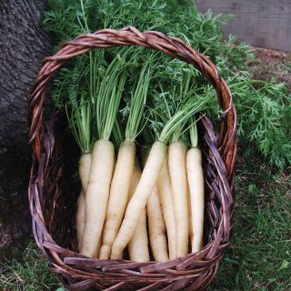 White Satin Carrot Thumbnail