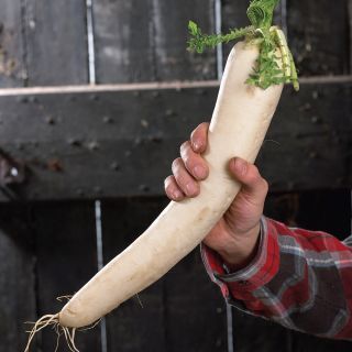 April Cross Daikon Radish Thumbnail