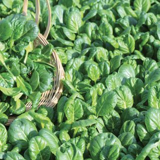 Tatsoi Oriental Greens Thumbnail