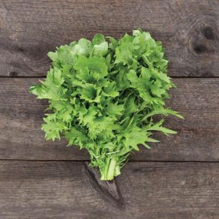 Wasabi Mustard Thumbnail