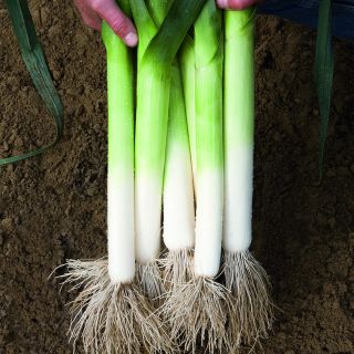 Rally Leeks Thumbnail