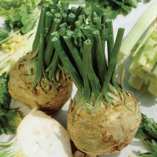 Celeriac Thumbnail