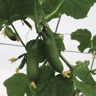 Mini Munch Cucumber Thumbnail