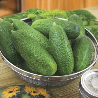 Corentine Cucumber Thumbnail