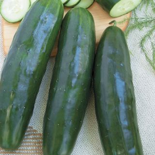 Stonewall Cucumber Thumbnail