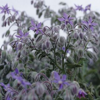 Borage Thumbnail