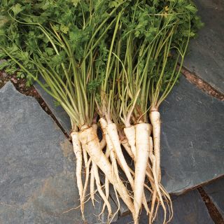 Arat Root Parsley Thumbnail