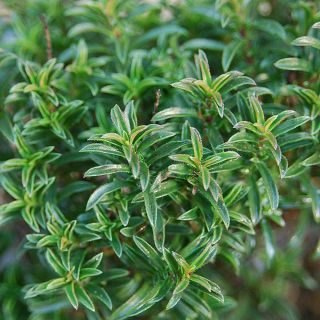 Winter Savory Thumbnail