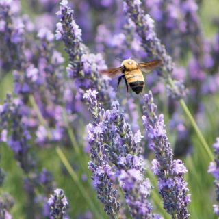 Munstead Lavender Thumbnail