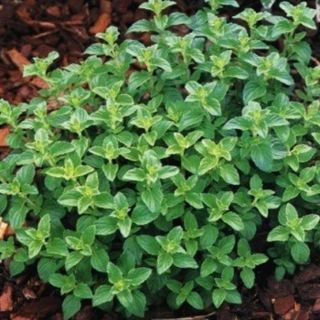 Greek Oregano Thumbnail