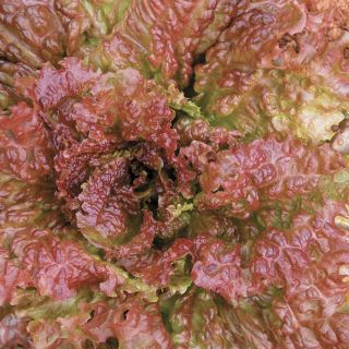 New Red Fire Lettuce Thumbnail