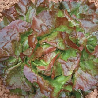 Edox Lettuce Thumbnail