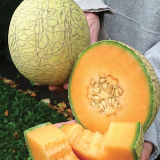 Pixie Melon Thumbnail