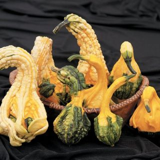 Autumn Wings Gourds Thumbnail