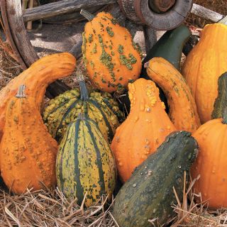 Lunch Lady Gourds Thumbnail