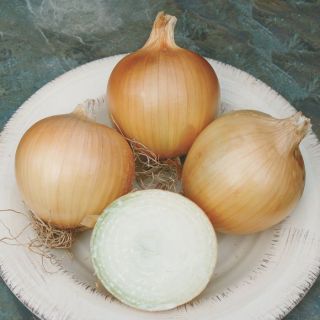 Talon Onion Thumbnail