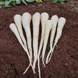 Javelin Parsnip Thumbnail