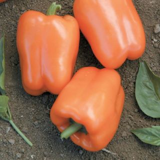 Orange Blaze Pepper Thumbnail