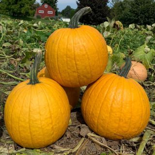 Lemonade Pumpkin Thumbnail