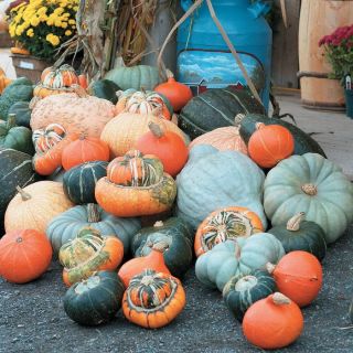 Wild Bunch Mix Winter Squash Thumbnail