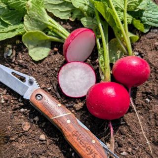 Rover Radish Thumbnail