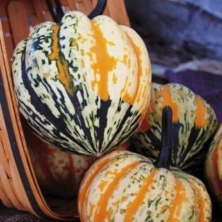 Celebration Winter Squash Thumbnail