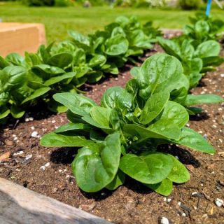 Seaside Spinach Thumbnail