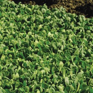 Tundra Spinach Thumbnail