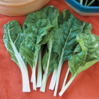 Silverado Swiss Chard Thumbnail