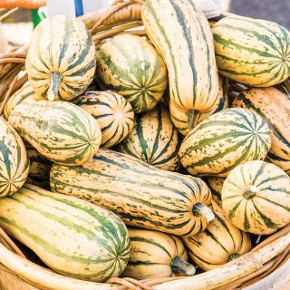 Honeyboat Delicata Squash Thumbnail