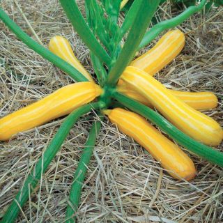 Sunstripe Summer Squash Thumbnail