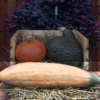 Georgia Candy Roaster Winter Squash Thumbnail