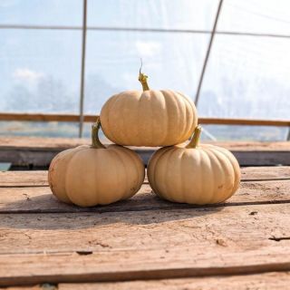 Spellcast Squash Thumbnail