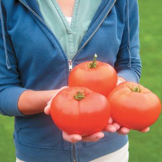 Primo Red Tomato Thumbnail