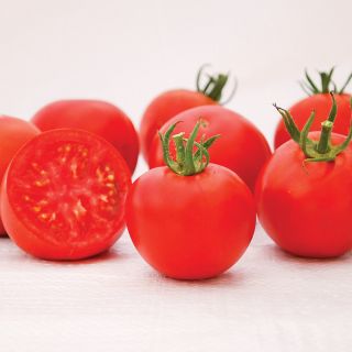 Manitoba Tomato Thumbnail