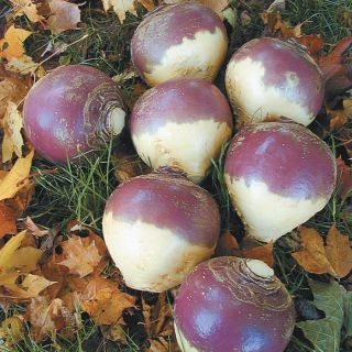 York Rutabaga Thumbnail