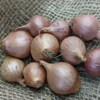 Multiplier Onion Sets Thumbnail