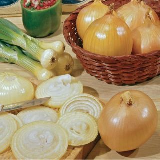 Stuttgarter Onion Sets Thumbnail