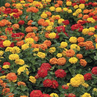 Magellan Sunburst Mix Zinnia Thumbnail